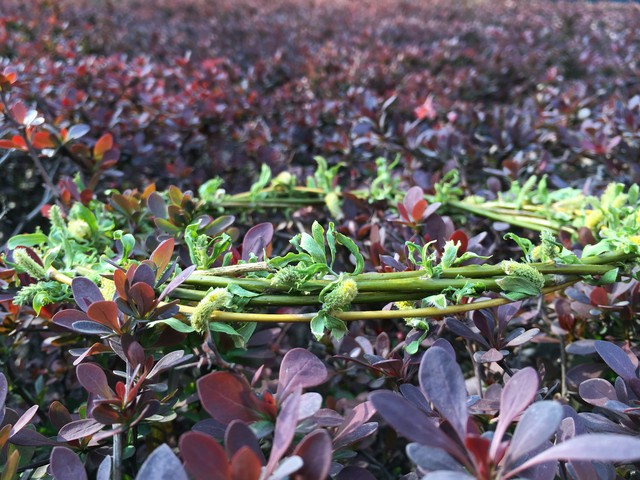 尖Phone:vivo Xplay5对比苹果6s Plus 