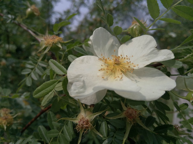 900块钱差在哪了 乐2/小米5标准版对比 