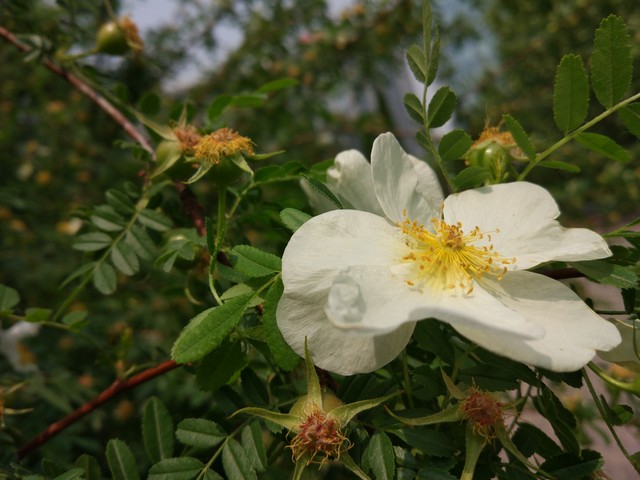 900块钱差在哪了 乐2/小米5标准版对比 