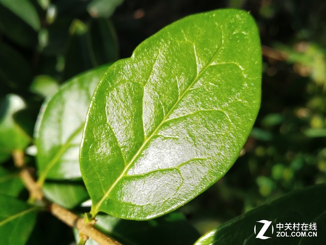 微观世界 努比亚Z11黑金版微距拍照评测 