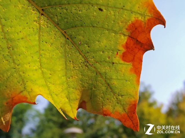 微观世界 努比亚Z11黑金版微距拍照评测 