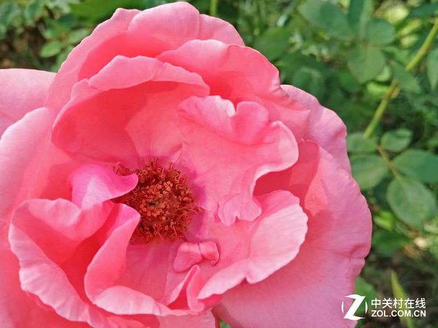 微观世界 努比亚Z11黑金版微距拍照评测 