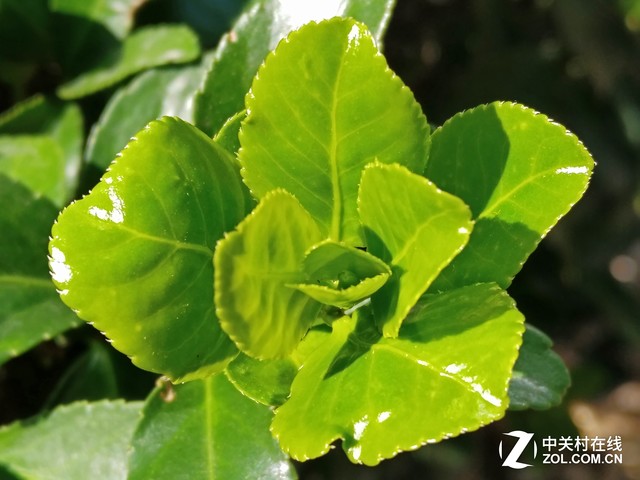 微观世界 努比亚Z11黑金版微距拍照评测 