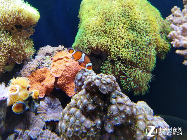 微观世界 努比亚Z11黑金版微距拍照评测 