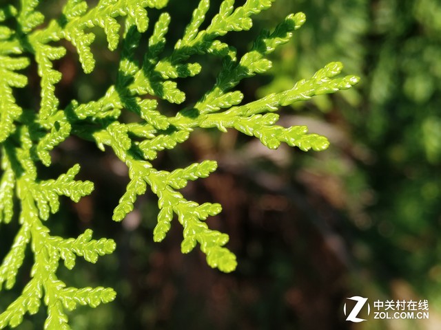 微观世界 努比亚Z11黑金版微距拍照评测 