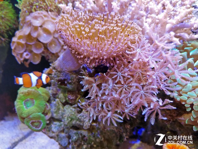 微观世界 努比亚Z11黑金版微距拍照评测 