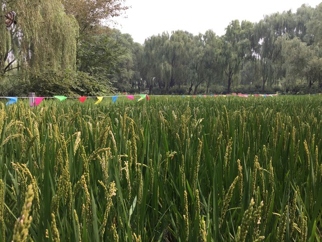 iPhone拍照何时被安卓超越 答案在此 