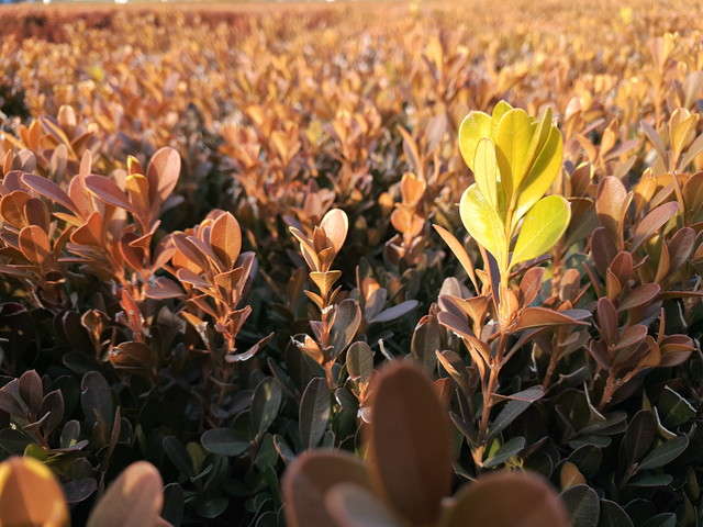 不太一样的大屏旗舰 魅族PRO6 Plus评测 