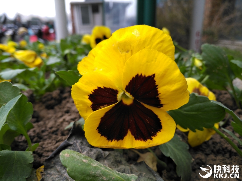 锤子涅槃之作 Smartisan M1L手机评测