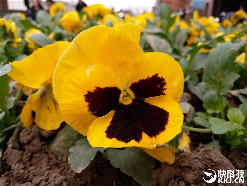 联发科Helio P20全球首发 魅蓝X手机评测