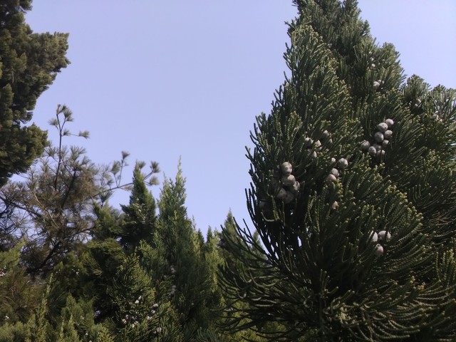 锋尚mini评测:3GB RAM的千元高颜值手机 