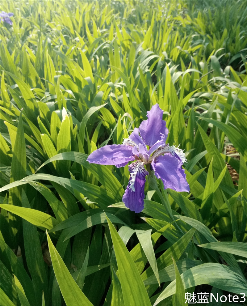 千元机新巅峰！魅蓝Note 3全面评测