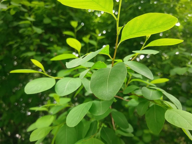 3799元！HTC 10上手体验：拍照媲美GS7