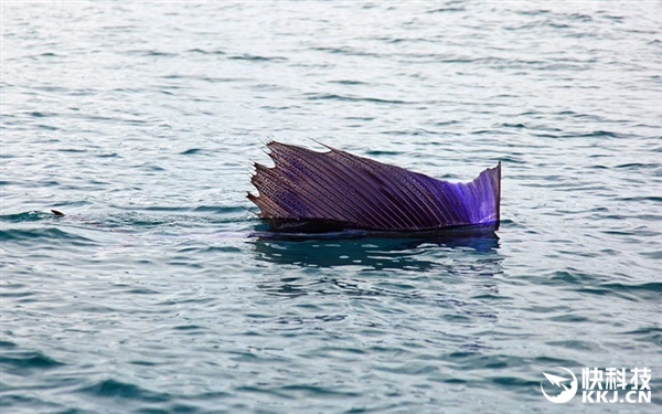 HTC代工！Nexus S1详细配置首次曝光：5寸、4G内存、后置指纹