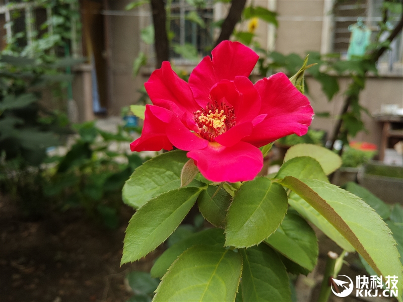 前置2100万美颜效果如何？美图M6评测