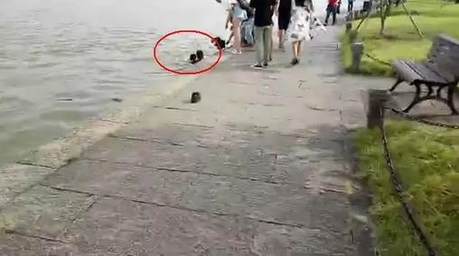 男子西湖边玩手机不看路：扑通一声悲剧了