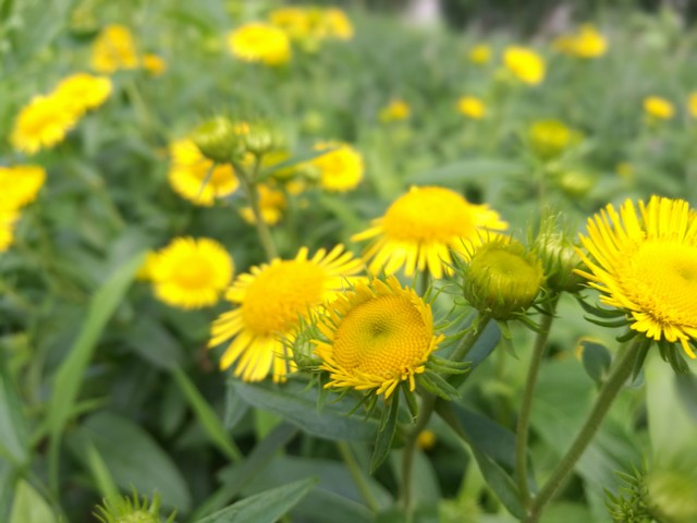 尖Phone对决:双摄荣耀V8对比小米手机5 