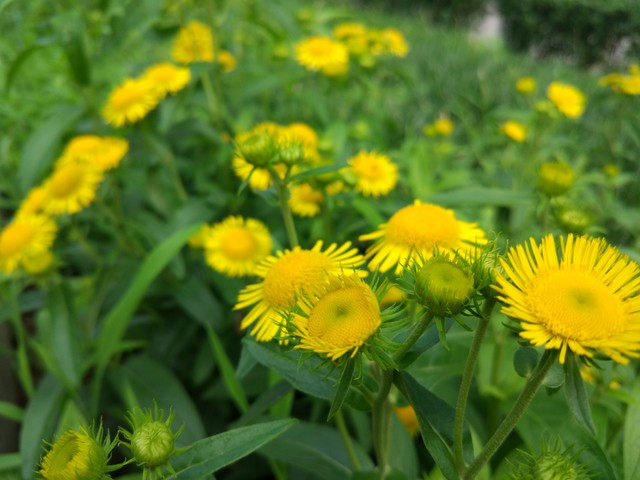 尖Phone对决:双摄荣耀V8对比小米手机5 