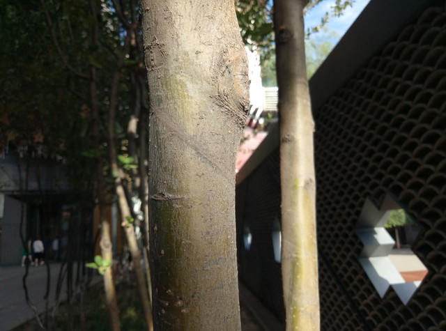 终于走上了大屏的路 魅蓝Max抢先体验 