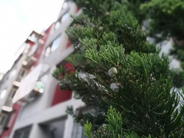 烤漆质感喷涂 荣耀V8陶瓷白版上手体验 