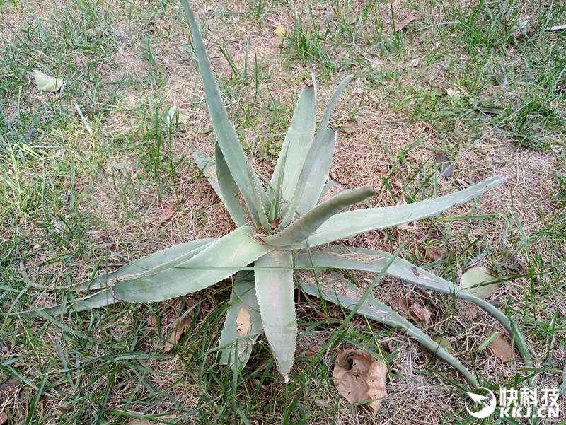 半年精心打磨！魅族PRO 6s评测：拍照惊喜