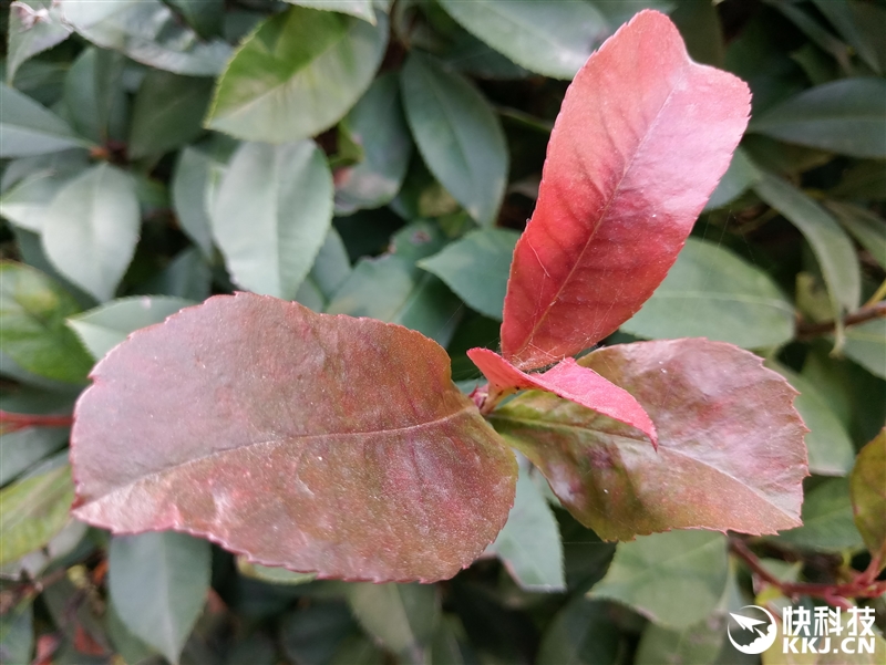 半年精心打磨！魅族PRO 6s评测：拍照惊喜