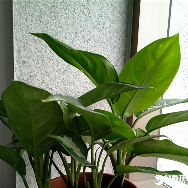 官方自曝！魅蓝X拍照惊艳：击溃荣耀8