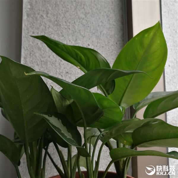 官方自曝！魅蓝X拍照惊艳：击溃荣耀8