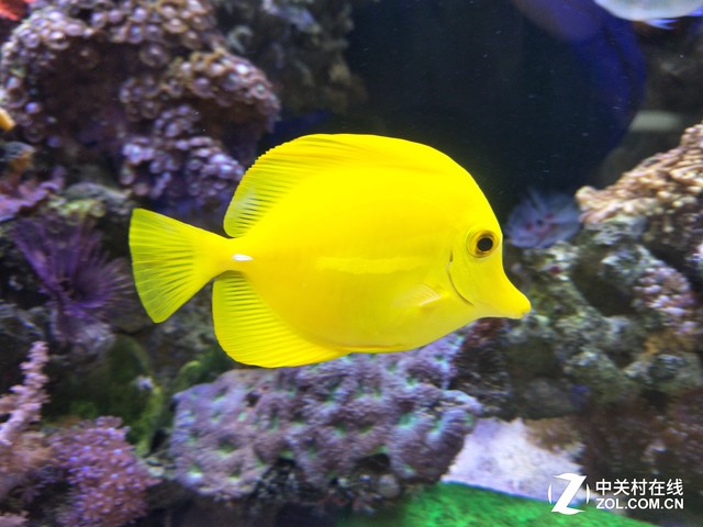 手机黑科技 OPPO R9s双核对焦技术解析 