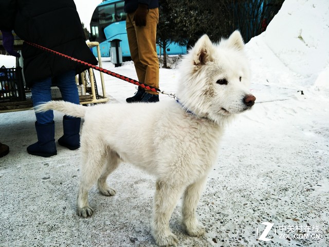 确实给力 对于OPPO R9s拍照我们有话说 