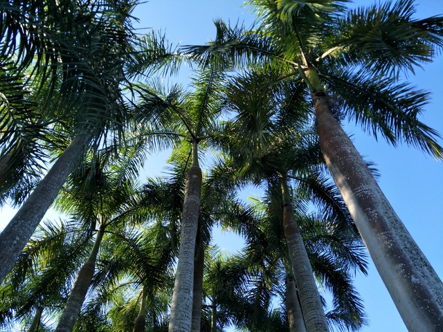 确实给力 对于OPPO R9s拍照我们有话说 