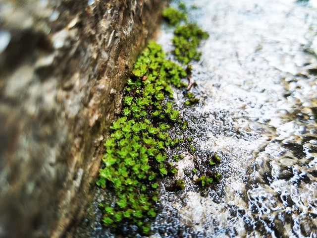 确实给力 对于OPPO R9s拍照我们有话说 