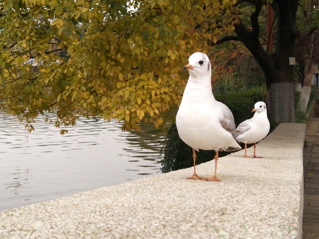 确实给力 对于OPPO R9s拍照我们有话说 